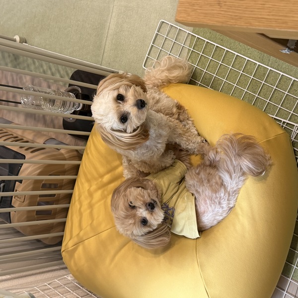 こたろう・るんるん