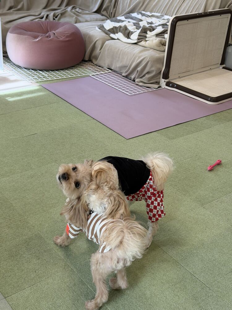 じゃれ合うコタとるんちゃん