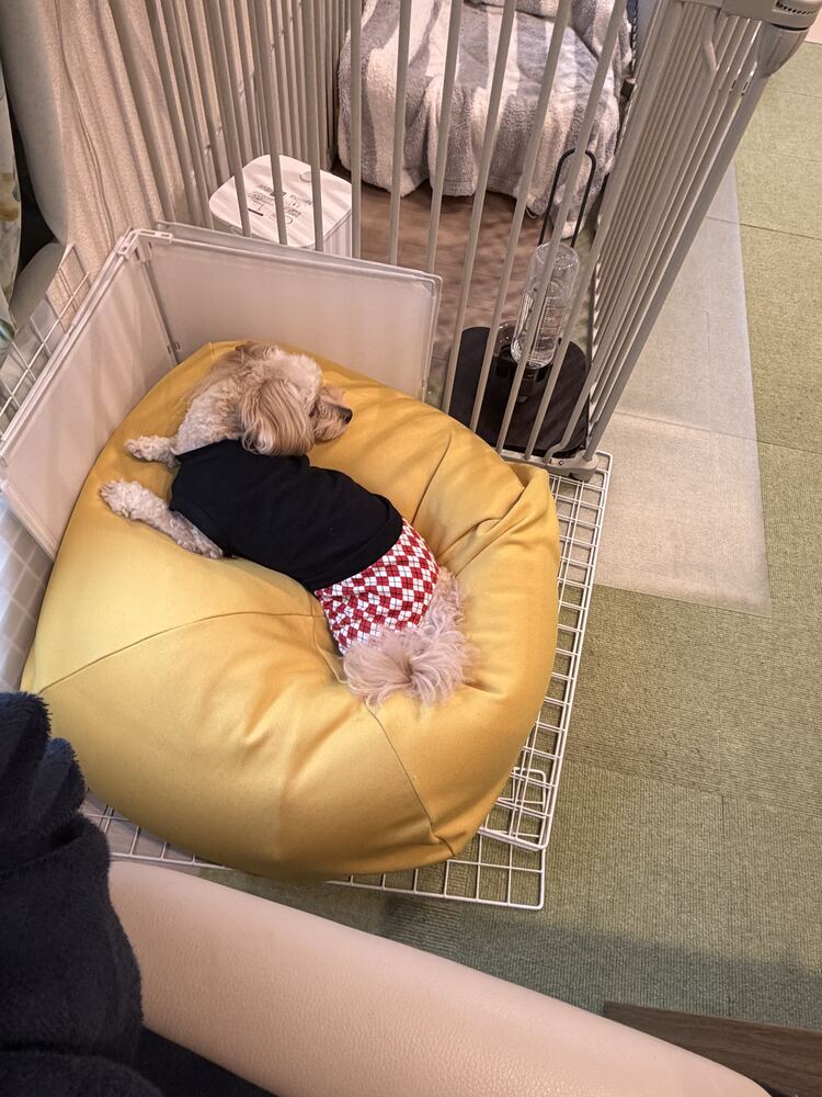 黄色いクッションで丸まって寝るるんちゃん