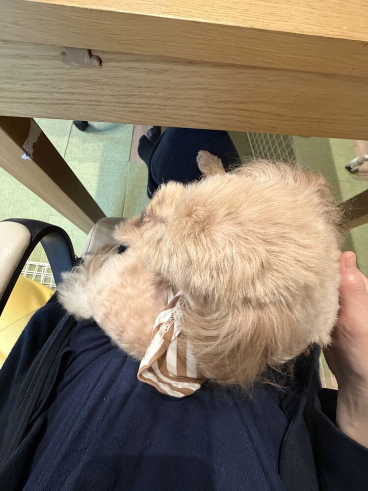 ママの膝でくっつくコタ