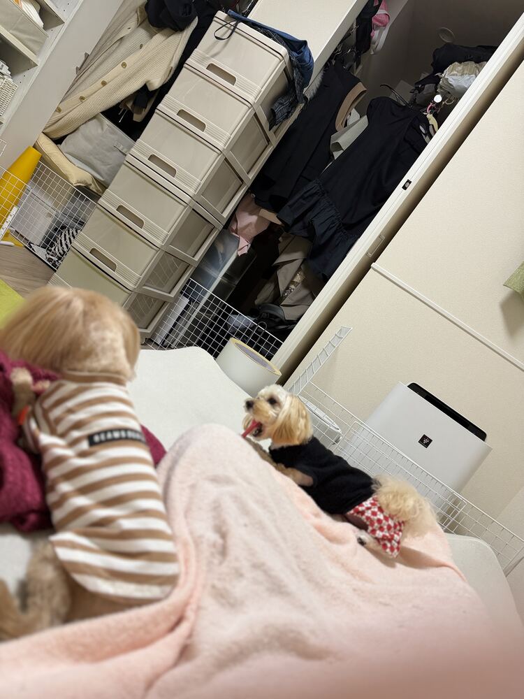 ママのベッドでくつろぐコタとるんちゃん