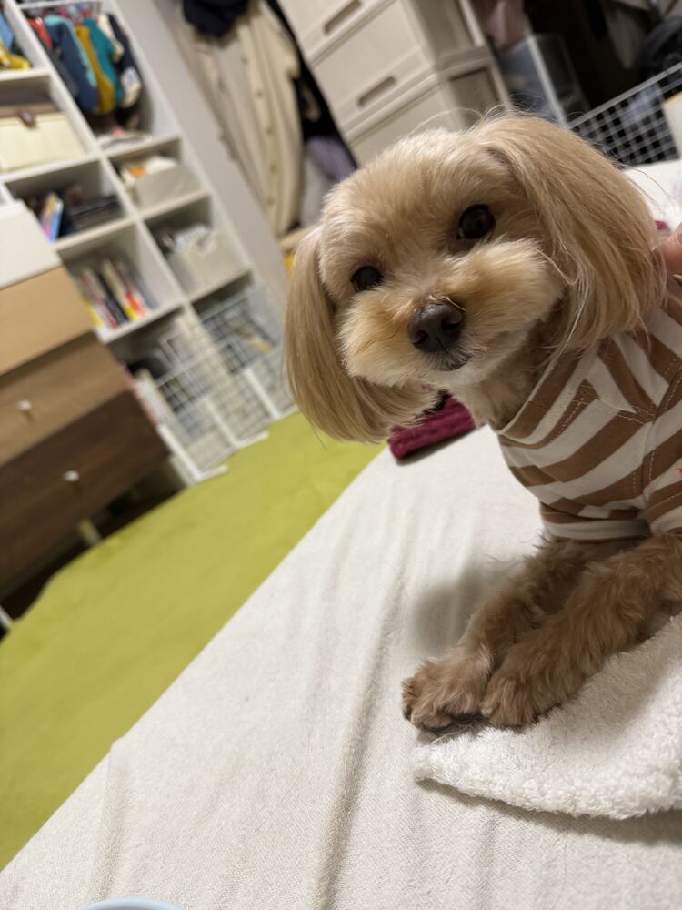 ベッドの上のコタ