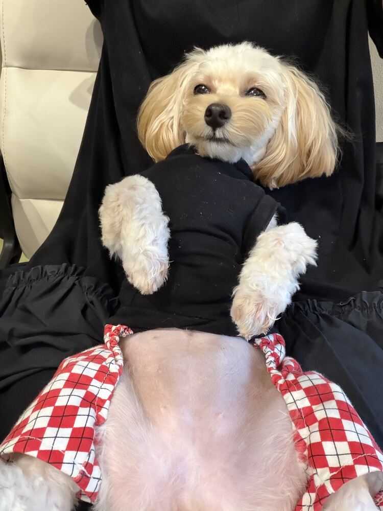 お腹を見せてリラックスするるんちゃん
