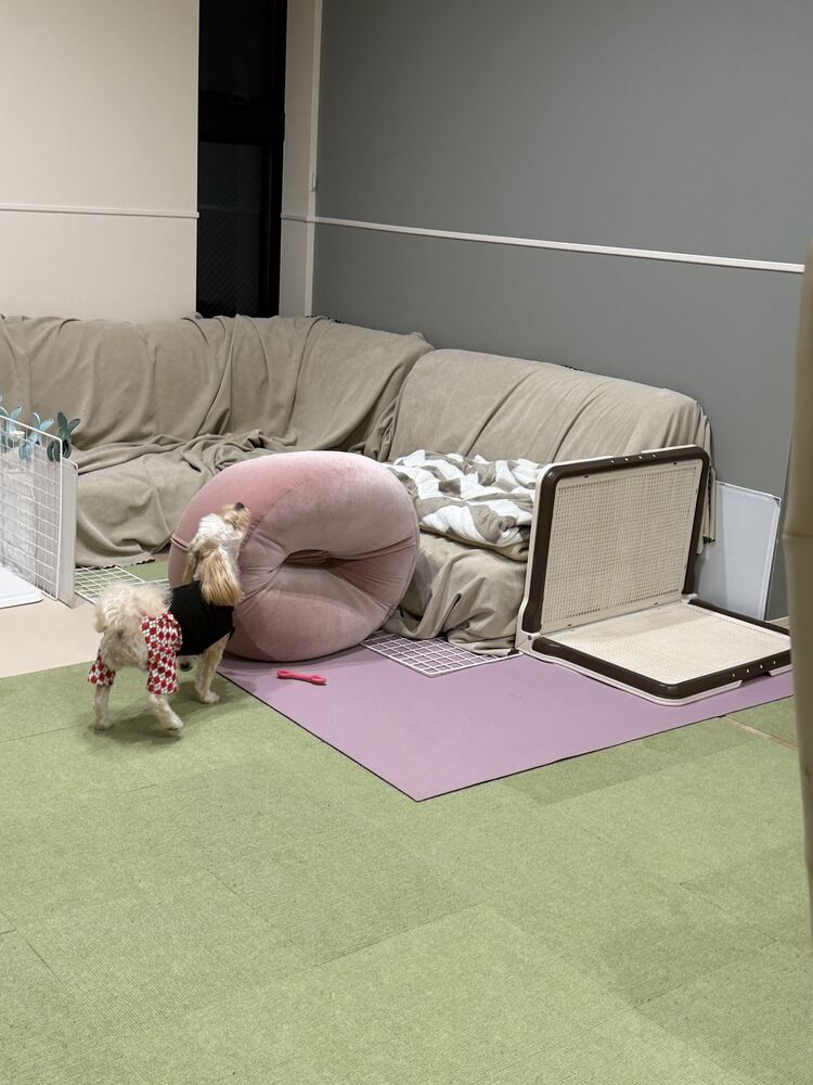 ドーナツクッションに頭を突っ込むるんちゃん