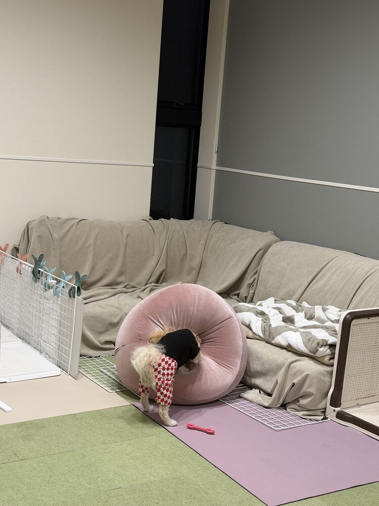 クッションの匂いを嗅ぐるんちゃん