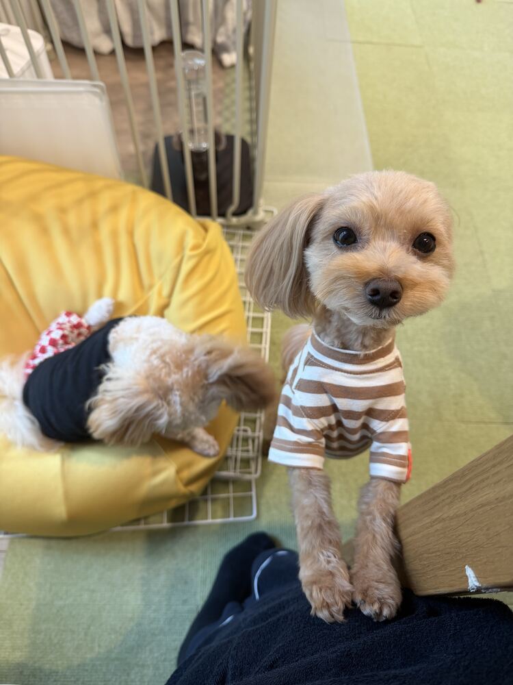 カメラを見つめるコタ、あくびするるんちゃん