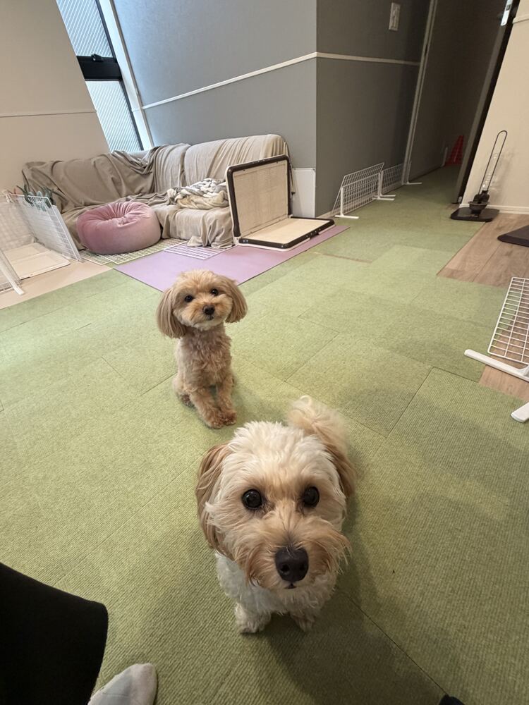 こちらを見つめるるんちゃんとコタ