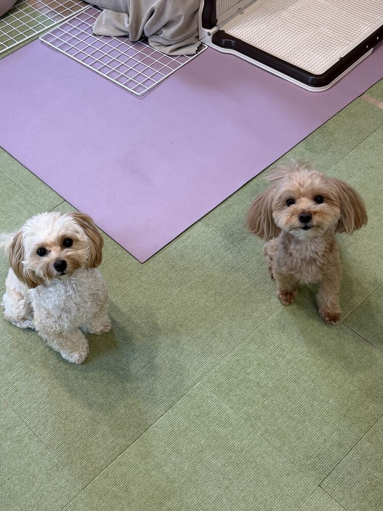 並んでこちらを見上げるるんちゃんとコタ