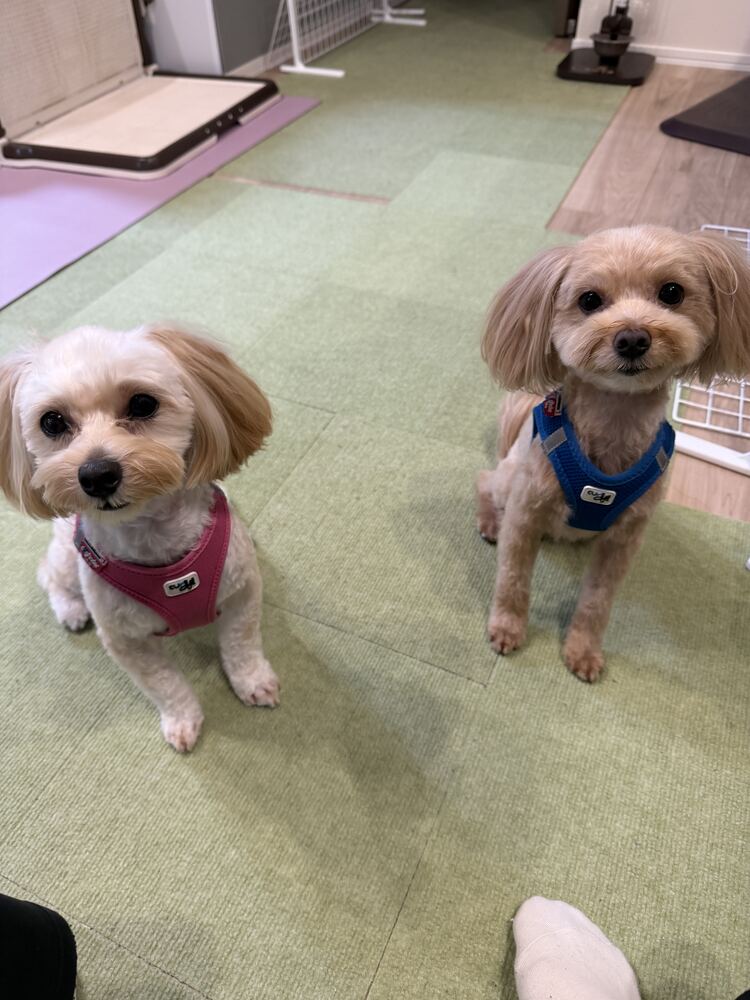 トリミング後、ハーネス姿のるんちゃんとコタ