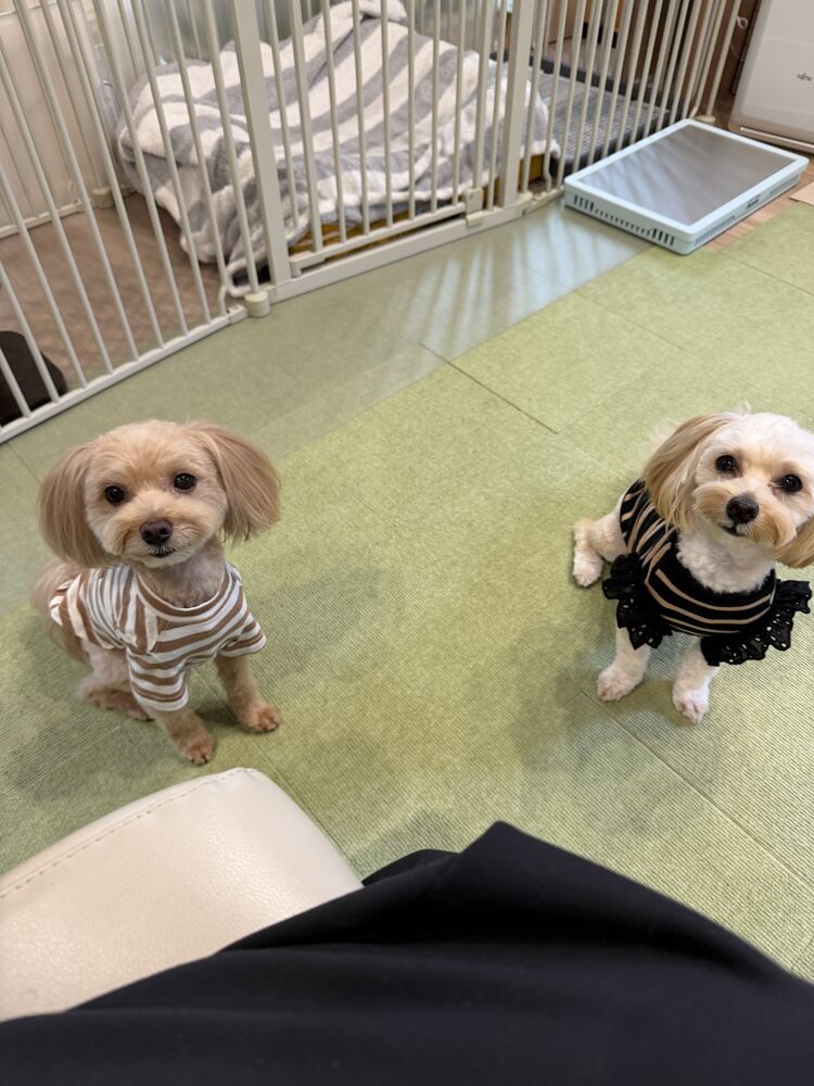 服を着たコタとるんちゃん