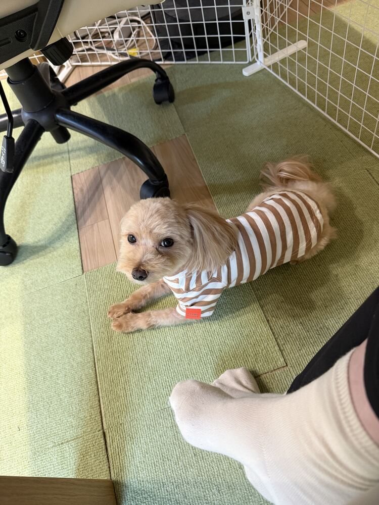 足元でウトウトする茶ボーダー服のコタ