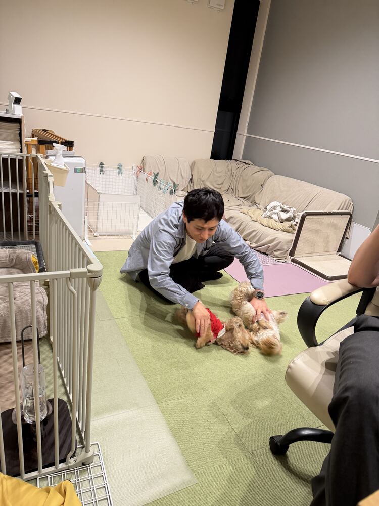 のぶちゃんに2人まとめて撫でられるコタとるんちゃん