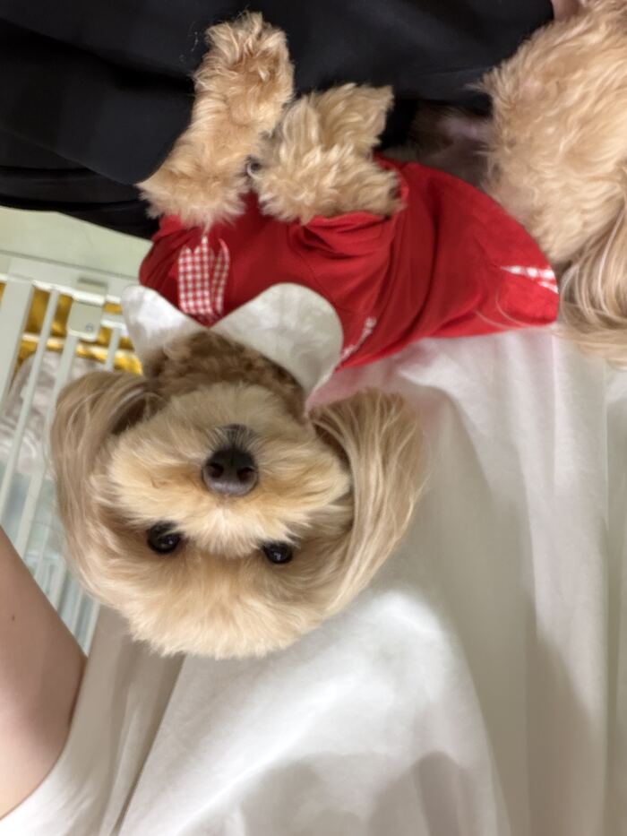赤い服のコタ、まだまだ遊ぶ気満々