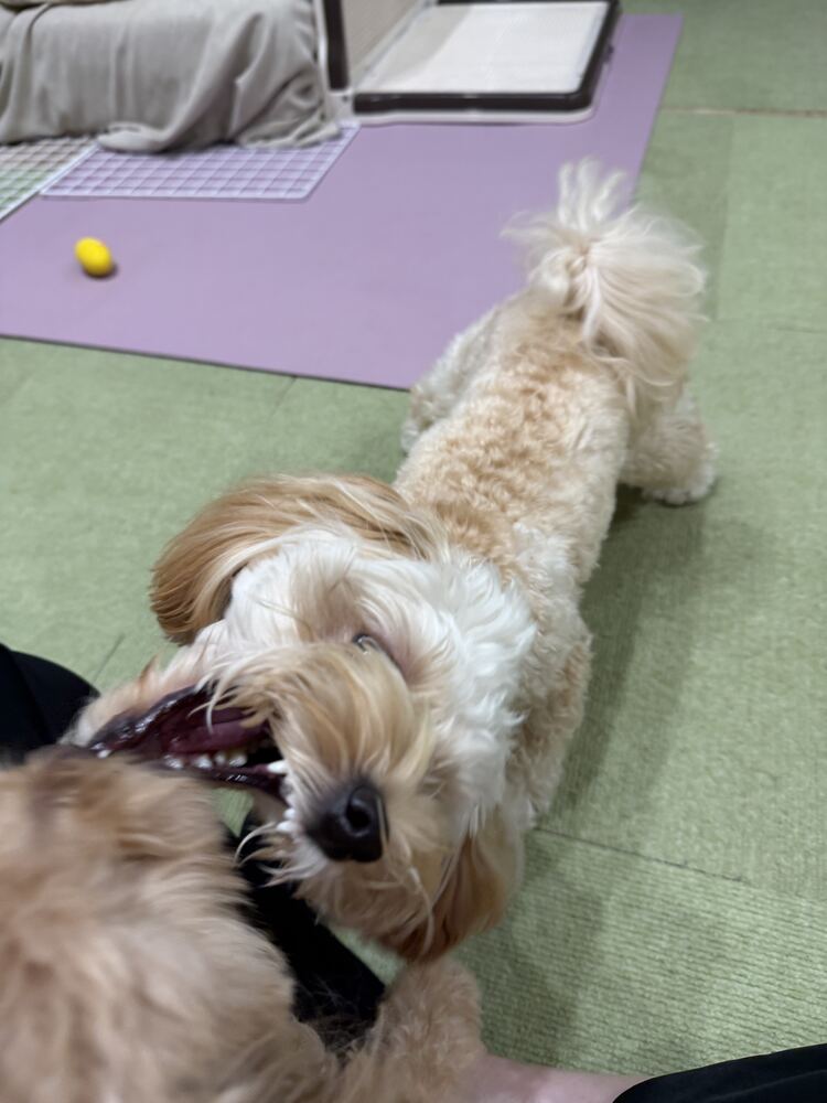 コタとじゃれ合うるんちゃん