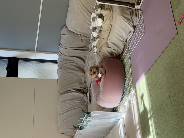 テーブルの下から顔を出するんちゃん、朝日で白飛び