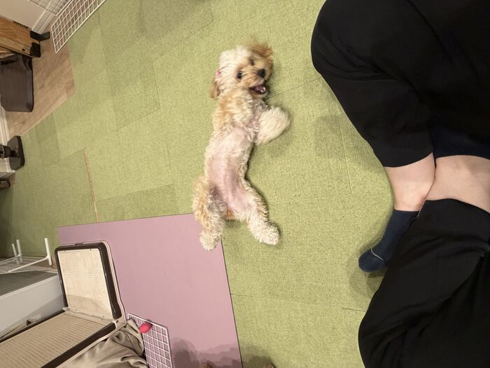 仰向けのるんちゃんにじゃれつくコタ