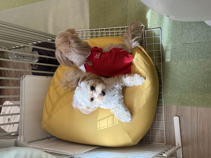 黄色いビーズクッションの上で並ぶコタとるんちゃん、朝日で白飛びぎみ