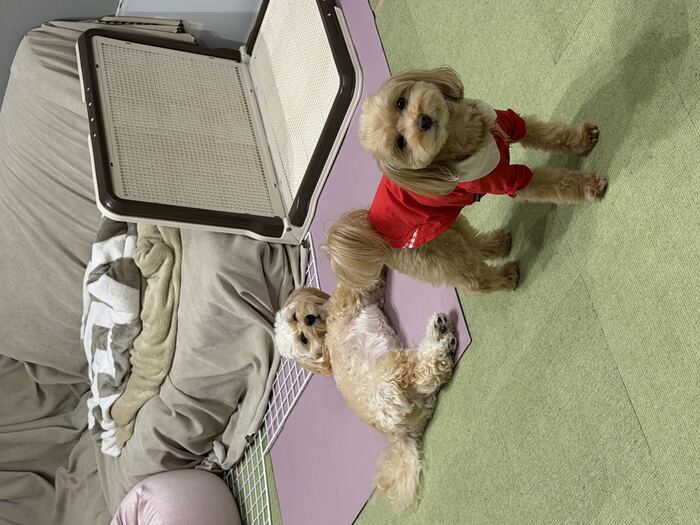 暑さでお散歩に行けず暇そうなコタとるんちゃん