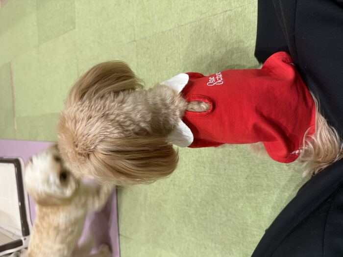 おもちゃで遊ぶるんちゃんを後ろから眺めるコタ