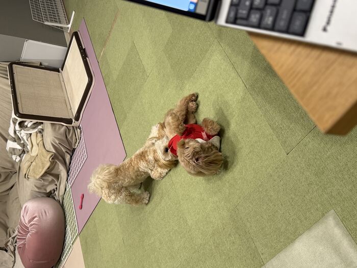 赤い服のコタにじゃれつくるんちゃん、その1