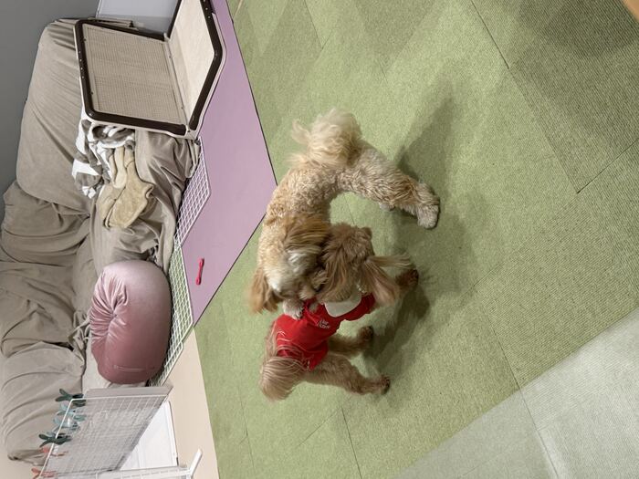 赤い服のコタにじゃれつくるんちゃん、その2