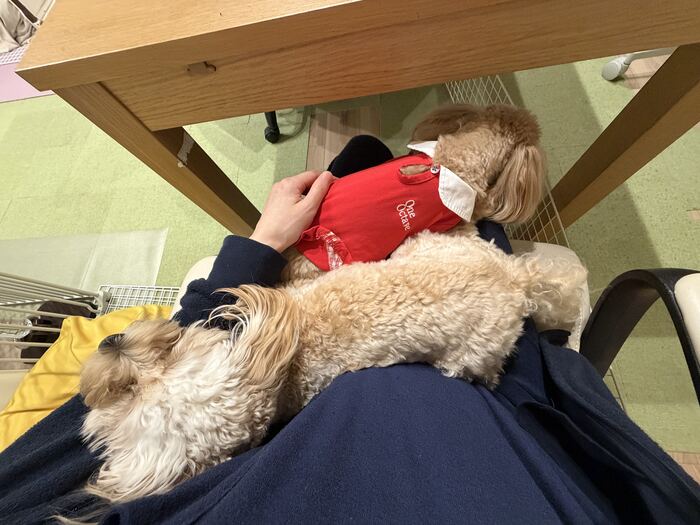 飼い主の膝の上で重なって休むコタとるんちゃん