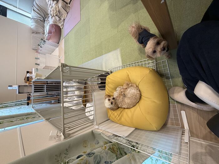 眠そうなるんちゃんと構ってほしそうなコタ