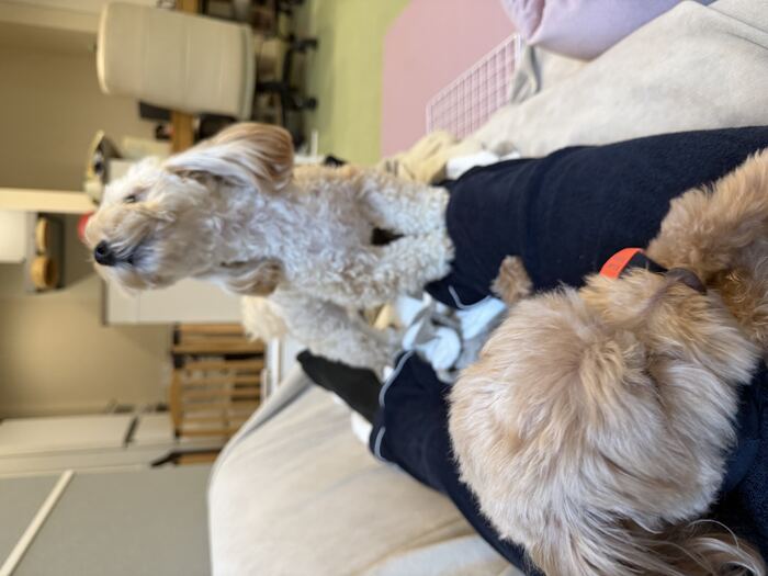 まだ吠え続けるるんちゃんと我関せずのコタ、その1