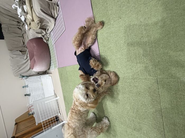 お腹を見せるるんちゃんにじゃれるコタ