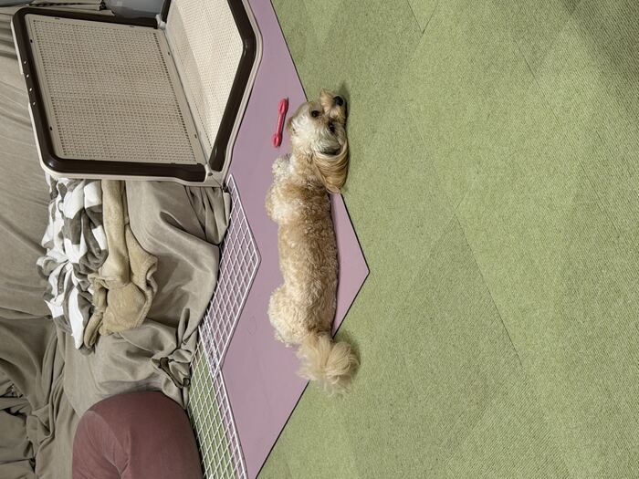 床に伸びきって眠るるんちゃん