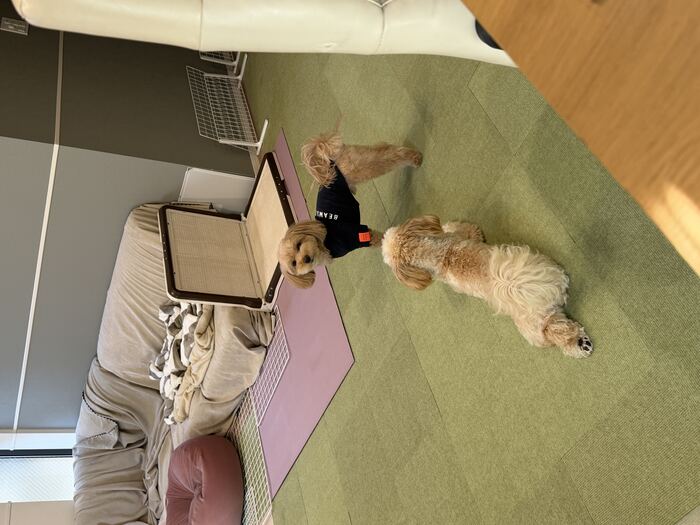 るんちゃんを遊びに誘うコタ、こちらを見る視線