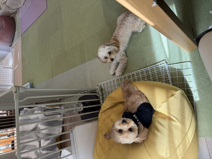 黄色いベッドに避難するコタと、柵の外から見つめるるんちゃん