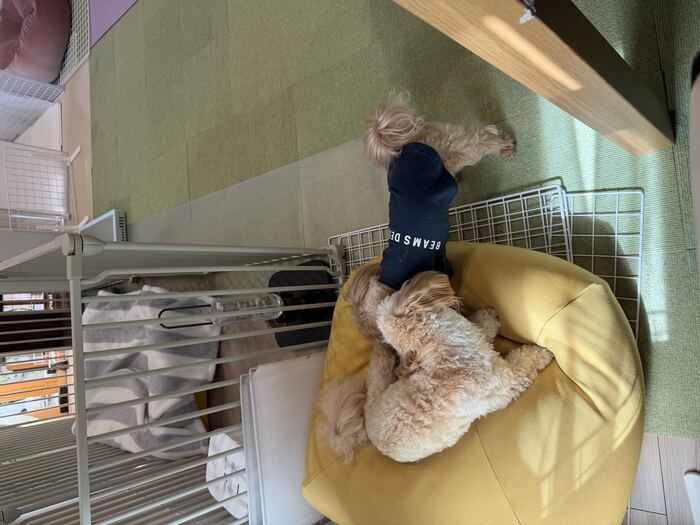 黄色いベッドの上で結局じゃれ合うコタとるんちゃん