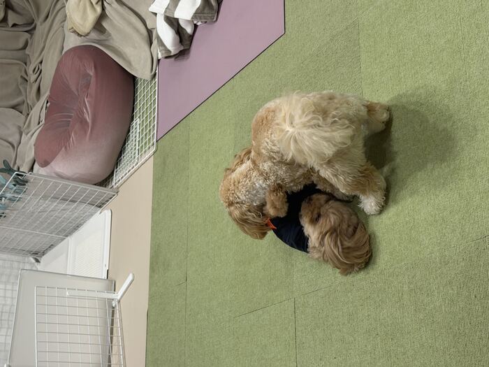 2匹がぴったりくっつく後ろ姿