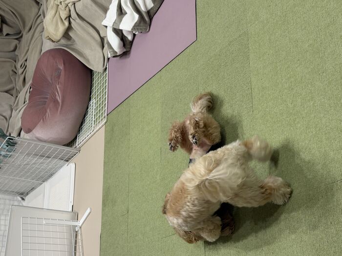 コタがるんちゃんの上に乗り返す
