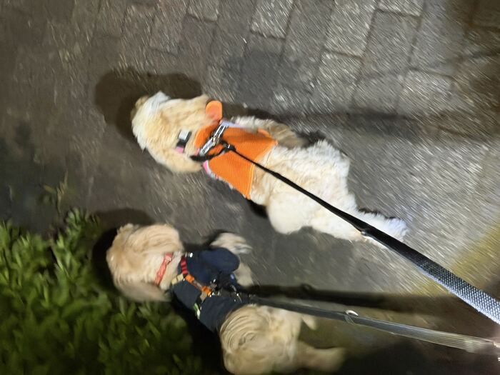 夜散歩で並んで歩く2匹、その1