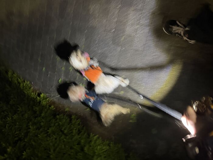 夜散歩で並んで歩く2匹、その2