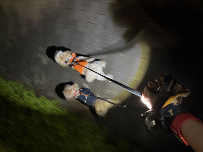 夜散歩で並んで歩く2匹、その3