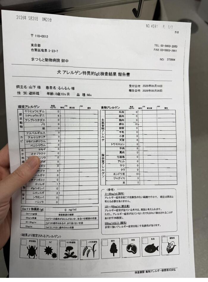 るんるん IgE検査結果2回目