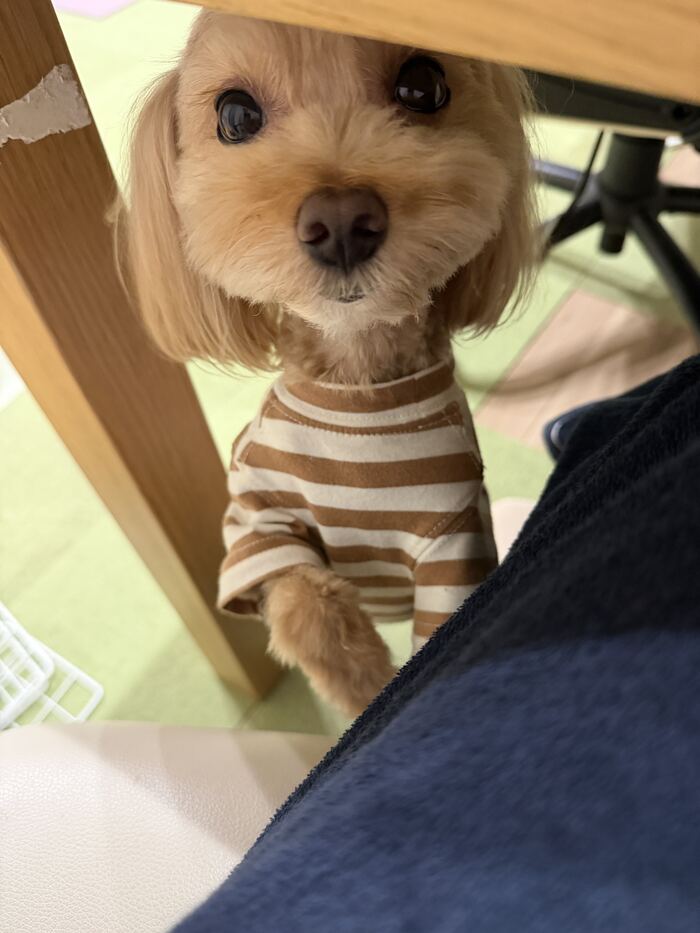 抱っこアピールするコタ