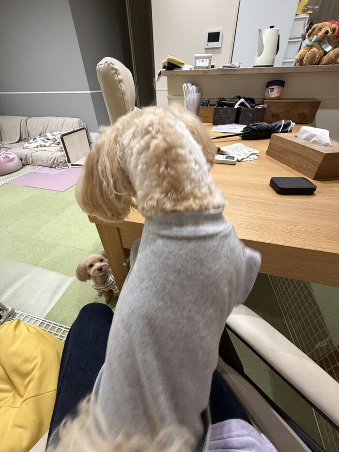 るんちゃんを抱っこしていたら下から見上げるコタ