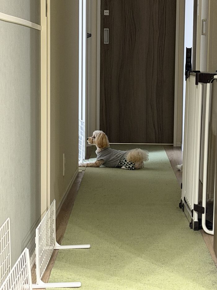 柵の前で寝室を見つめるるんちゃん