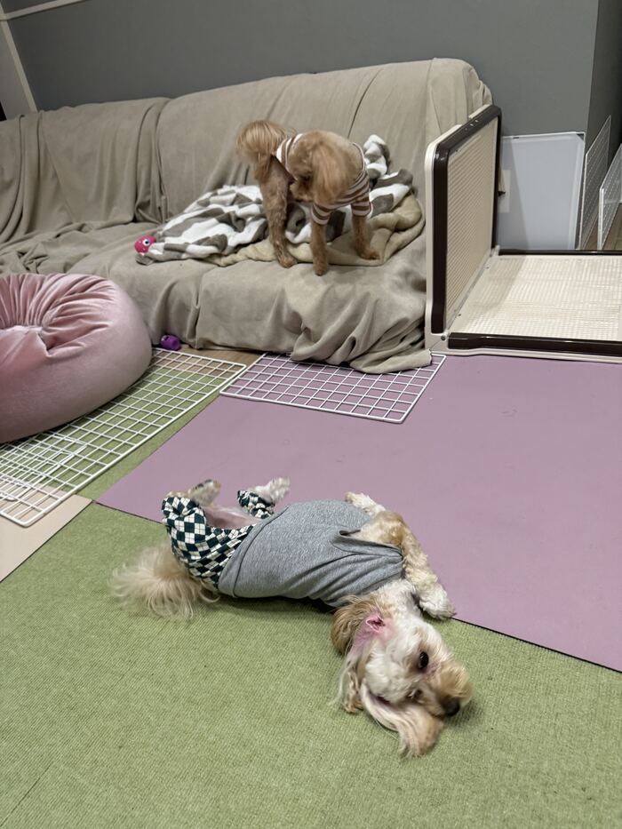 ベッドの上で遊ぶコタとるんるん