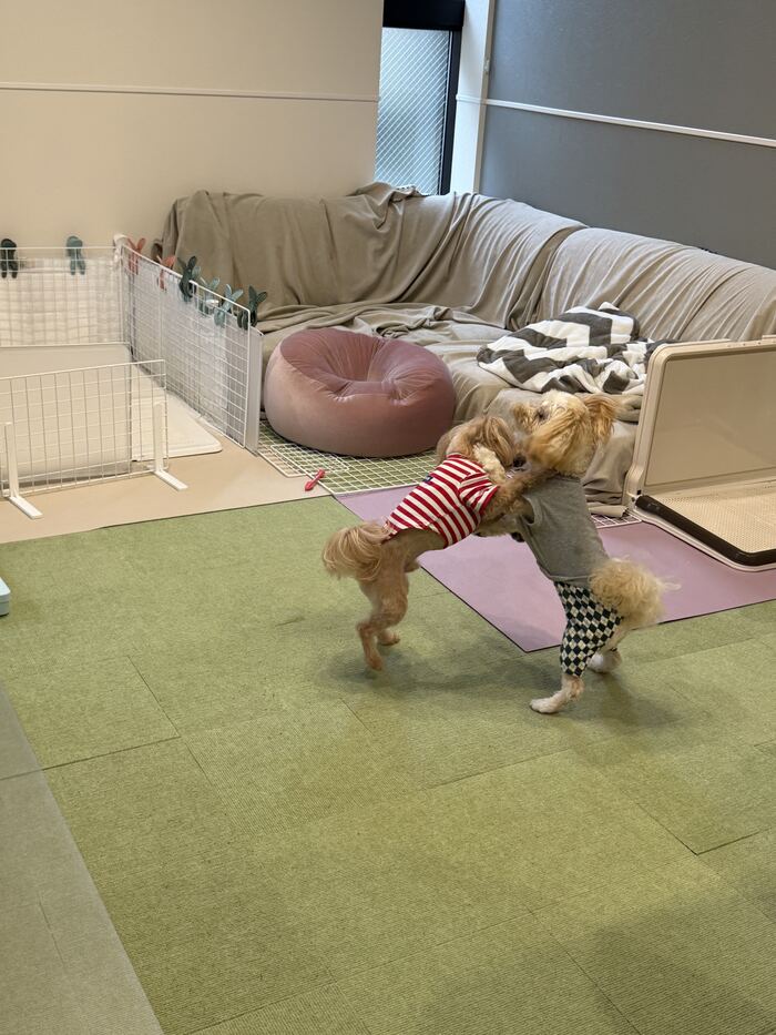 朝から元気に遊ぶコタとるんるん