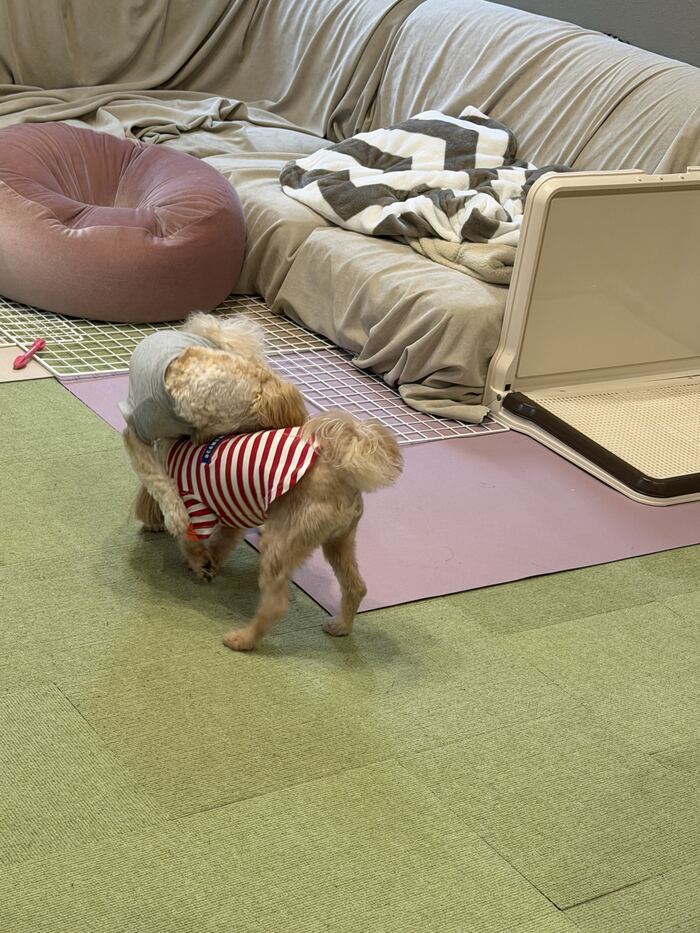 コタが遊びかかるシーン