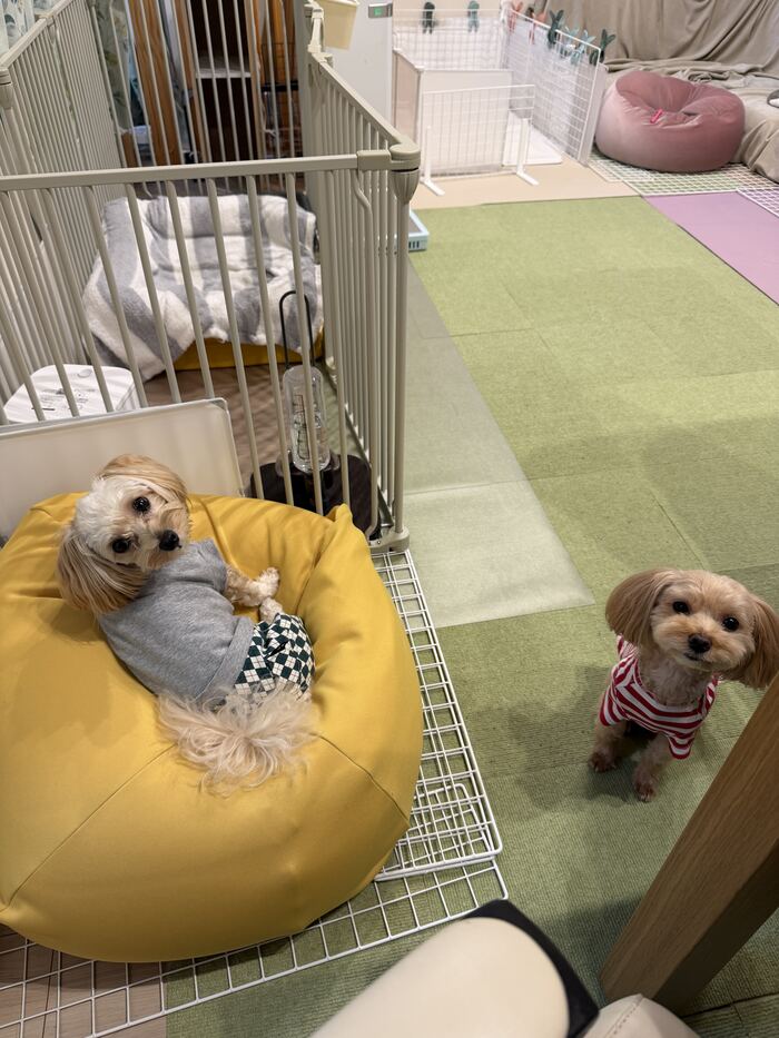 寛ぐるんるんと抱っこアピールのコタ