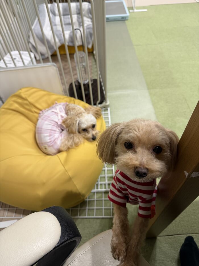 カメラに顔を寄せて見つめるコタ