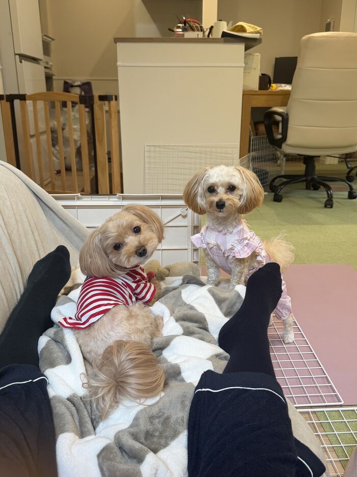飼い主さんを見つめるコタとるんるん