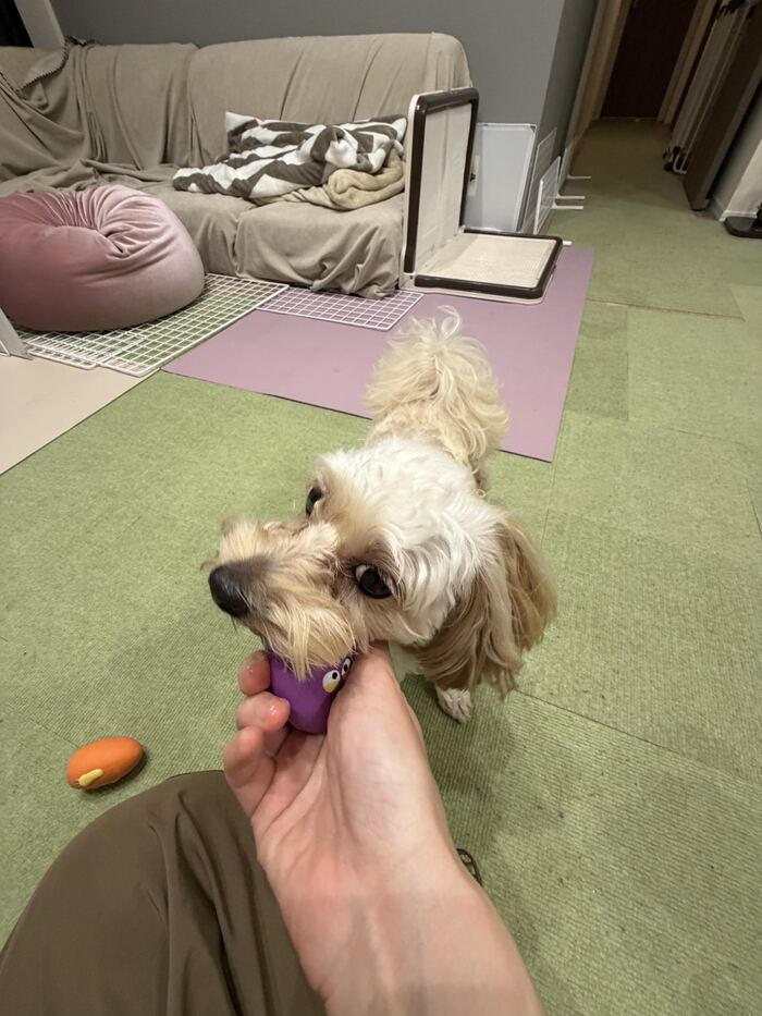 おもちゃに噛みつくるんるん