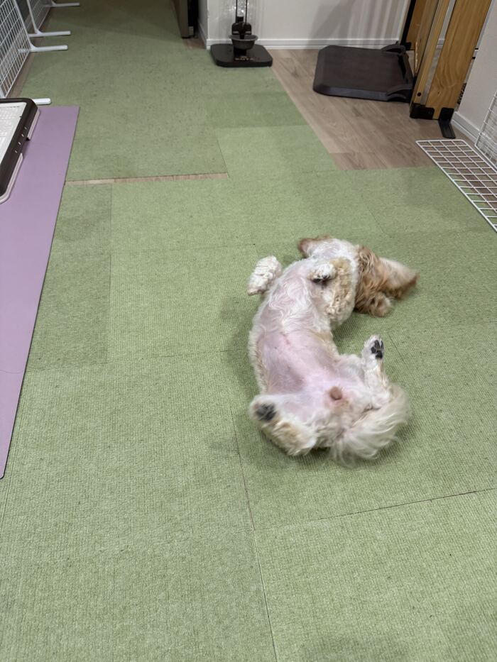 床でごろんと転がるるんるん